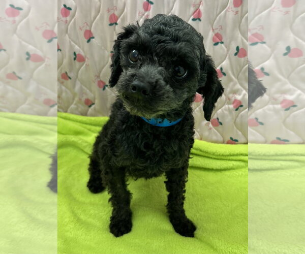 Medium Photo #2 Poodle (Miniature) Puppy For Sale in Pacolet, SC, USA