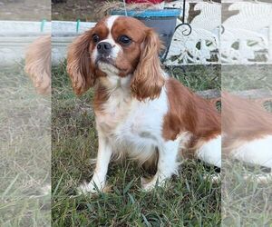 Annabelle - Female Cavalier King Charles Spaniel Dog for Adoption - Photo #2