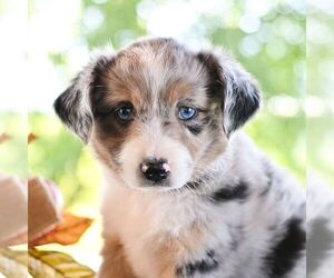 Miniature Australian Shepherd Puppy for sale in REBERSBURG, PA, USA