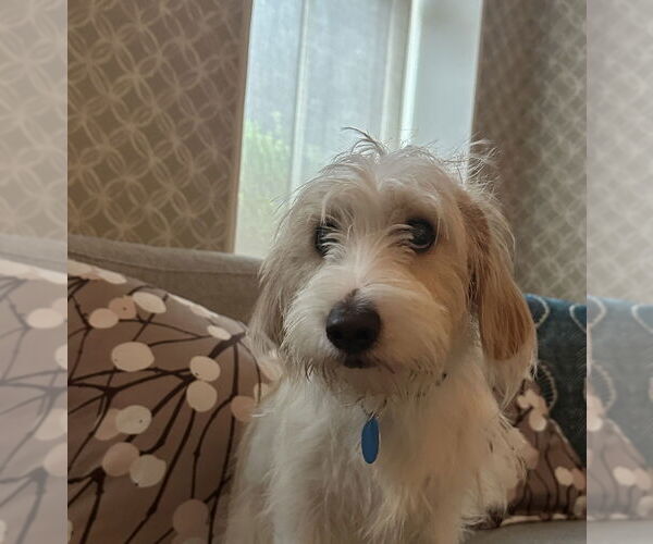 Medium Photo #3 Mutt Puppy For Sale in Brooklyn, NY, USA