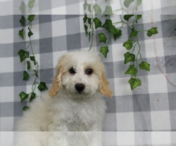 Medium Photo #3 Bichpoo Puppy For Sale in MARIETTA, GA, USA