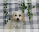 Small #2 Bichpoo