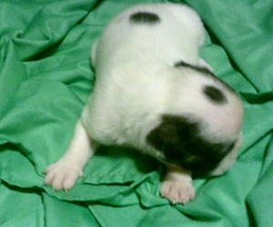 Boston Terrier Puppy for Sale in Avon Park, Florida USA