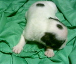 Image preview for Ad Listing. Nickname: Male 1