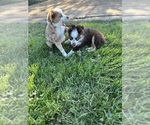 Small #10 Miniature Australian Shepherd