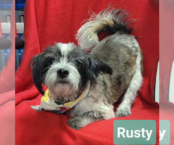 Medium Photo #1 Shih Tzu-Unknown Mix Puppy For Sale in Richmond, IN, USA