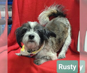 Shih Tzu-Unknown Mix Dogs for adoption in Richmond, IN, USA