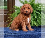 Small #2 Goldendoodle (Miniature)