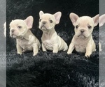Small Photo #4 French Bulldog Puppy For Sale in ADELAIDE, WA, USA
