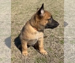 Small Photo #2 Belgian Malinois Puppy For Sale in ELLERBE, NC, USA