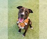Small #1 American Pit Bull Terrier