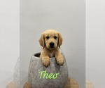 Puppy Theo Golden Retriever