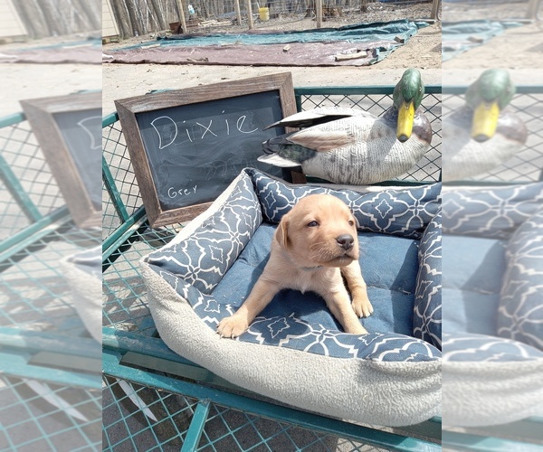 Medium Photo #1 Labrador Retriever Puppy For Sale in RANDALL, MN, USA