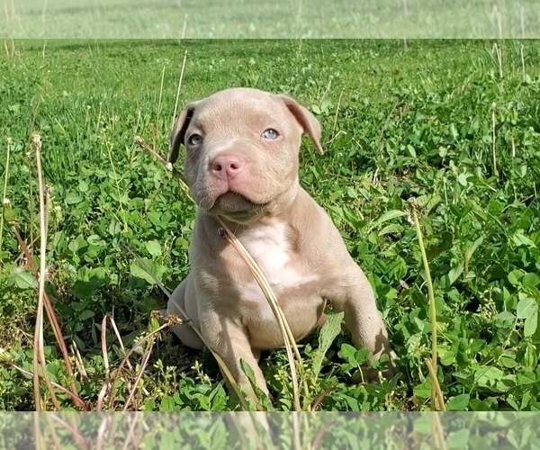 Medium Photo #2 American Bully Puppy For Sale in WEST MILTON, OH, USA