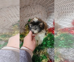 Medium Shih Tzu