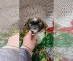 Puppy Buster Shih Tzu