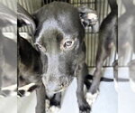 Small Labrador Retriever