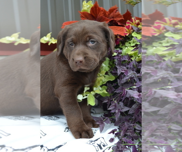 Medium Photo #29 Labrador Retriever Puppy For Sale in GREENWOOD, WI, USA