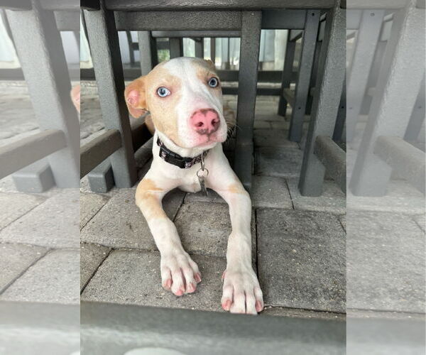 Medium Photo #15 Catahoula Leopard Dog-Unknown Mix Puppy For Sale in Sanford, FL, USA