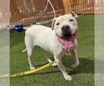 Small #1 American Pit Bull Terrier Mix