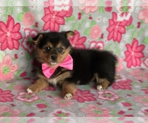 Pembroke Welsh Corgi-Pomsky Mix Puppy for sale in LANCASTER, PA, USA
