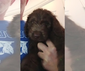 Double Doodle Puppy for Sale in JEFFERSONTOWN, Kentucky USA