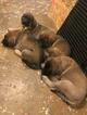 Small Photo #2 Mastiff Puppy For Sale in GLENWOOD, MN, USA
