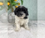 Image preview for Ad Listing. Nickname: Sullivan