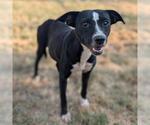 Small Labrador Retriever Mix