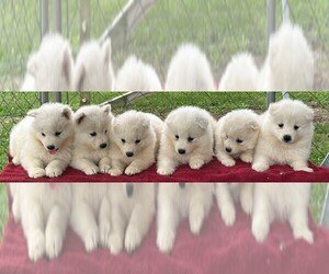 Samoyed Puppy for sale in WARFORDSBURG, PA, USA
