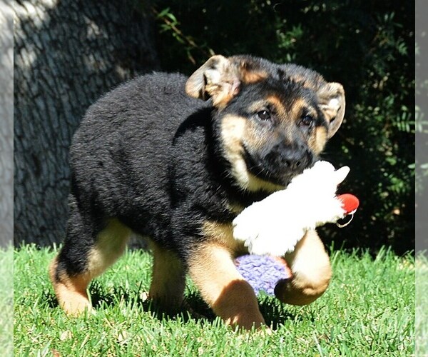 Medium Photo #4 German Shepherd Dog Puppy For Sale in MURRIETA, CA, USA