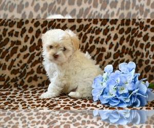 ShihPoo Puppy for sale in MILLERSBURG, OH, USA