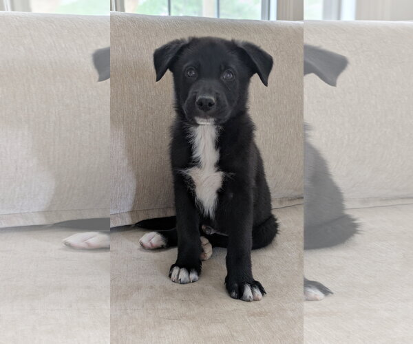Medium Photo #1 Labrador Retriever-Unknown Mix Puppy For Sale in La Vergne, TN, USA