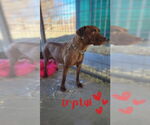 Small #19 American Pit Bull Terrier-American Staffordshire Terrier Mix