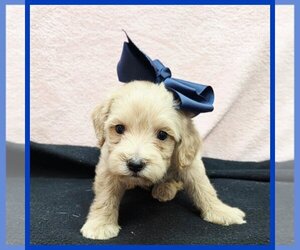 Maltipoo (Toy) Puppy for sale in TAYLOR, TX, USA