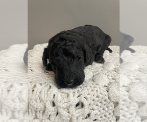 Miniature Labradoodle Puppy for sale in BENTON, IL, USA