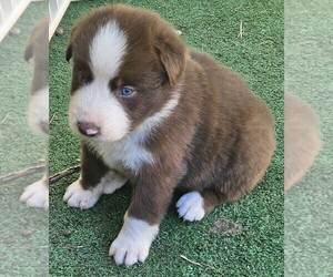 Australian Shepherd Puppy for sale in NELSON, VA, USA