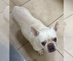 Small #2 French Bulldog