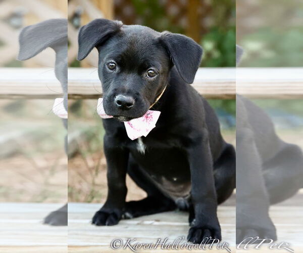 Medium Photo #9 American Pit Bull Terrier-Labrador Retriever Mix Puppy For Sale in McKinney, TX, USA
