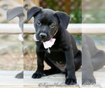 Small #8 American Pit Bull Terrier-Labrador Retriever Mix
