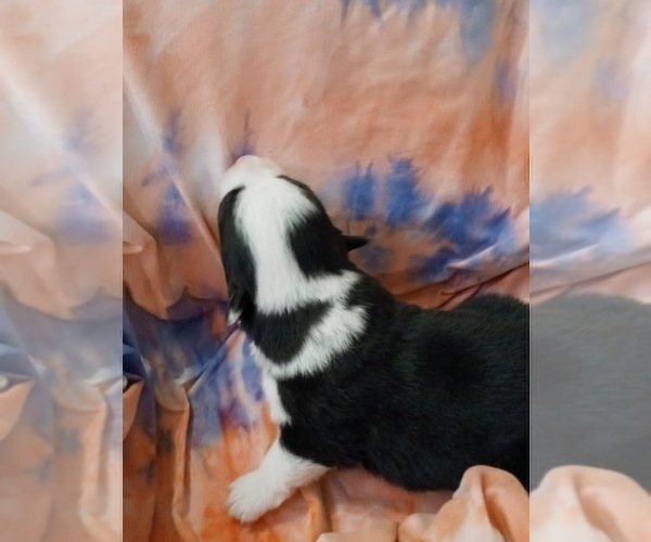 Medium Photo #47 Australian Shepherd-Pembroke Welsh Corgi Mix Puppy For Sale in GALLEGOS, NM, USA