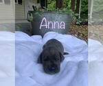 Puppy Anna Great Dane