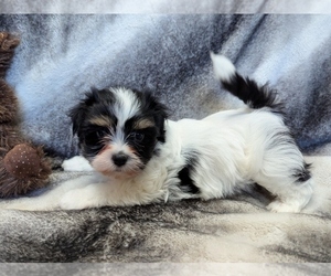 Havanese Puppy for sale in POST FALLS, ID, USA