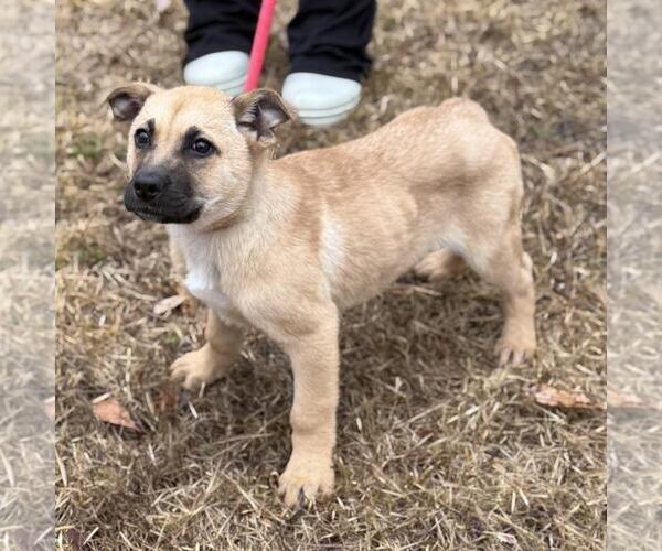 Medium Photo #2 Mutt Puppy For Sale in Yardley, PA, USA