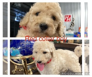 Goldendoodle-Poodle (Standard) Mix Puppy for sale in BREMEN, AL, USA