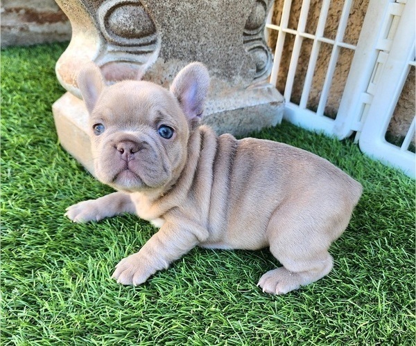 Medium Photo #9 French Bulldog Puppy For Sale in LAS VEGAS, NV, USA