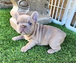 Small #8 French Bulldog