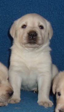 Medium Photo #12 Labrador Retriever Puppy For Sale in CALIENTE, CA, USA