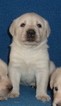 Small Photo #12 Labrador Retriever Puppy For Sale in CALIENTE, CA, USA