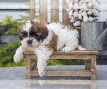 Puppy Chase Shih Tzu